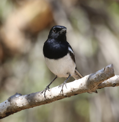 Copsychus albospecularis