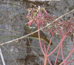 Neomixis striatigula