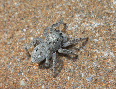 Attulus atricapillus