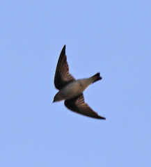 Phedina borbonica
