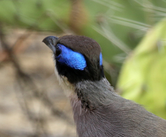 Coua ruficeps olivaceiceps