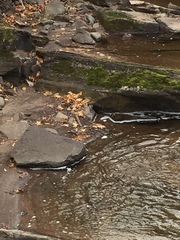 Plectrophenax nivalis