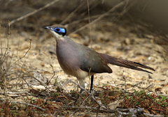 Coua ruficeps olivaceiceps