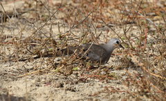 Oena capensis aliena