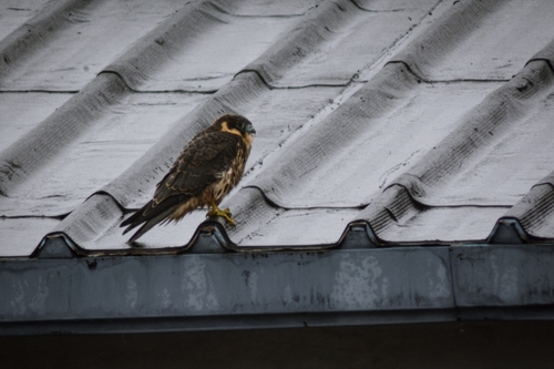 Eurasian Hobby
