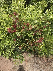 Dodonaea viscosa viscosa