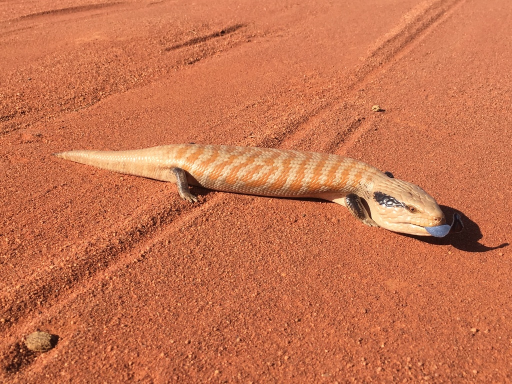Centralian Bluetongue