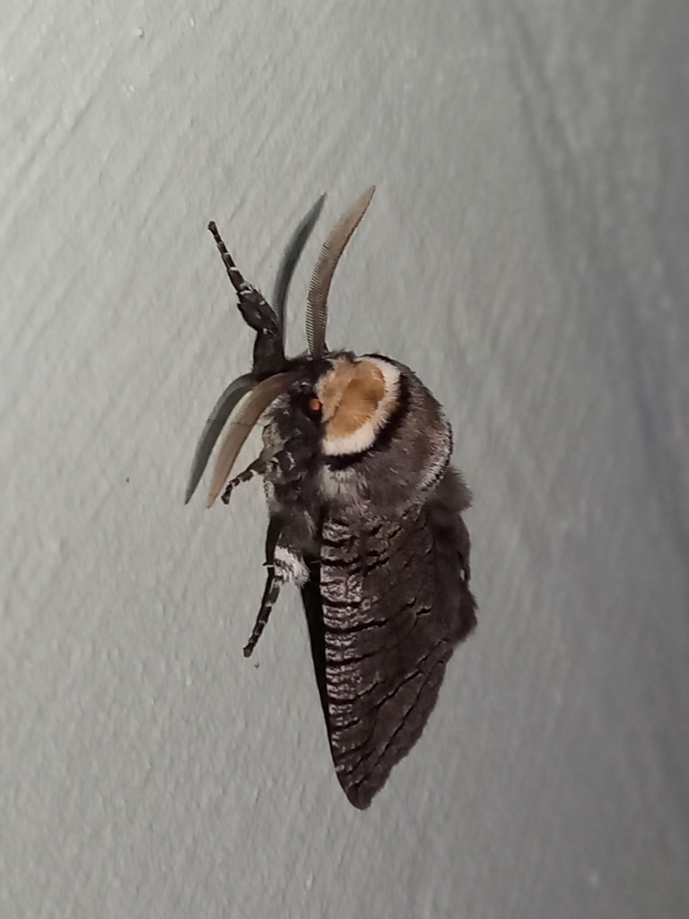 Zyganisus cadigalorum