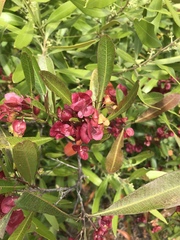 Dodonaea viscosa viscosa
