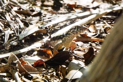 Leiocephalus psammodromus