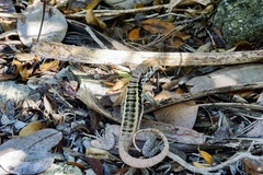 Leiocephalus psammodromus