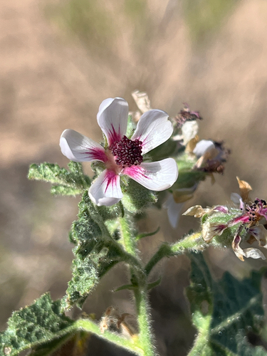 Velvet Mallow (Anisodontea triloba)