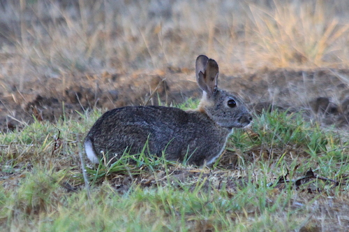 iNaturalist observation photo of Brush Rabbit