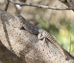 Oplurus cyclurus