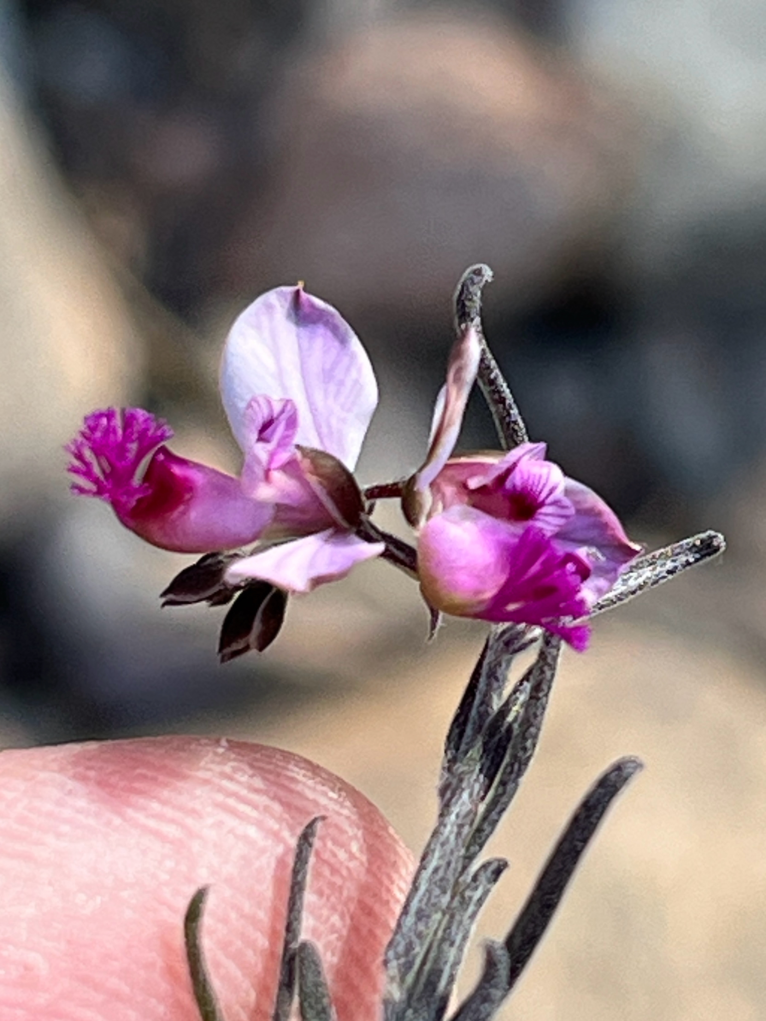 Rough Falsepea (Polygala affinis)