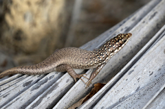 Trachylepis aureopunctata