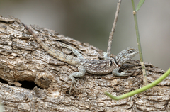 Oplurus cyclurus