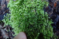 Plagiothecium laetum