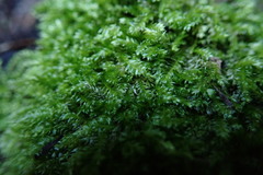 Plagiothecium laetum