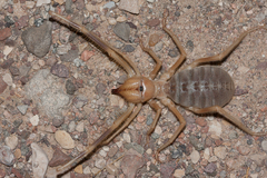 Galeodidae