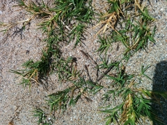 Distichlis distichophylla