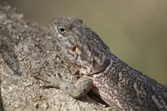 Oplurus cyclurus