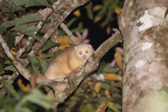 Hemibelideus lemuroides