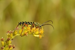 Megacyllene robiniae