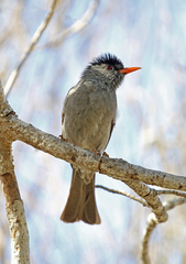 Hypsipetes madagascariensis