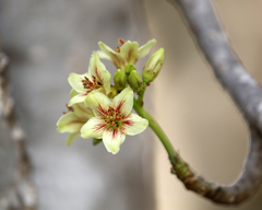 Jatropha mahafalensis