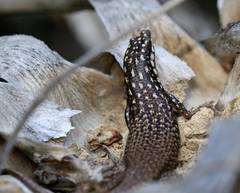 Trachylepis aureopunctata