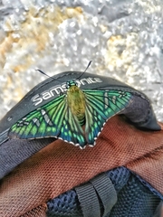 Phocides urania urania