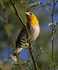 Ploceus sakalava