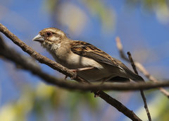 Ploceus sakalava