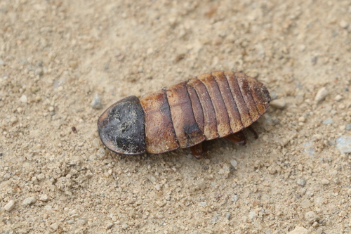 Dwarf Hisser