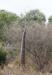 Adansonia rubrostipa