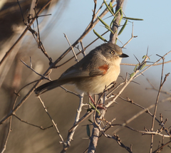 Calicalicus rufocarpalis