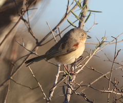 Calicalicus rufocarpalis