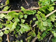 Leptinella longipes