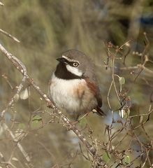 Calicalicus rufocarpalis