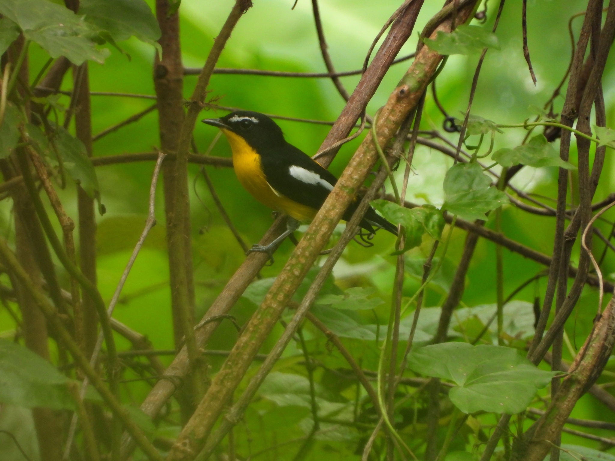 Yellow-rumped Flycatcher