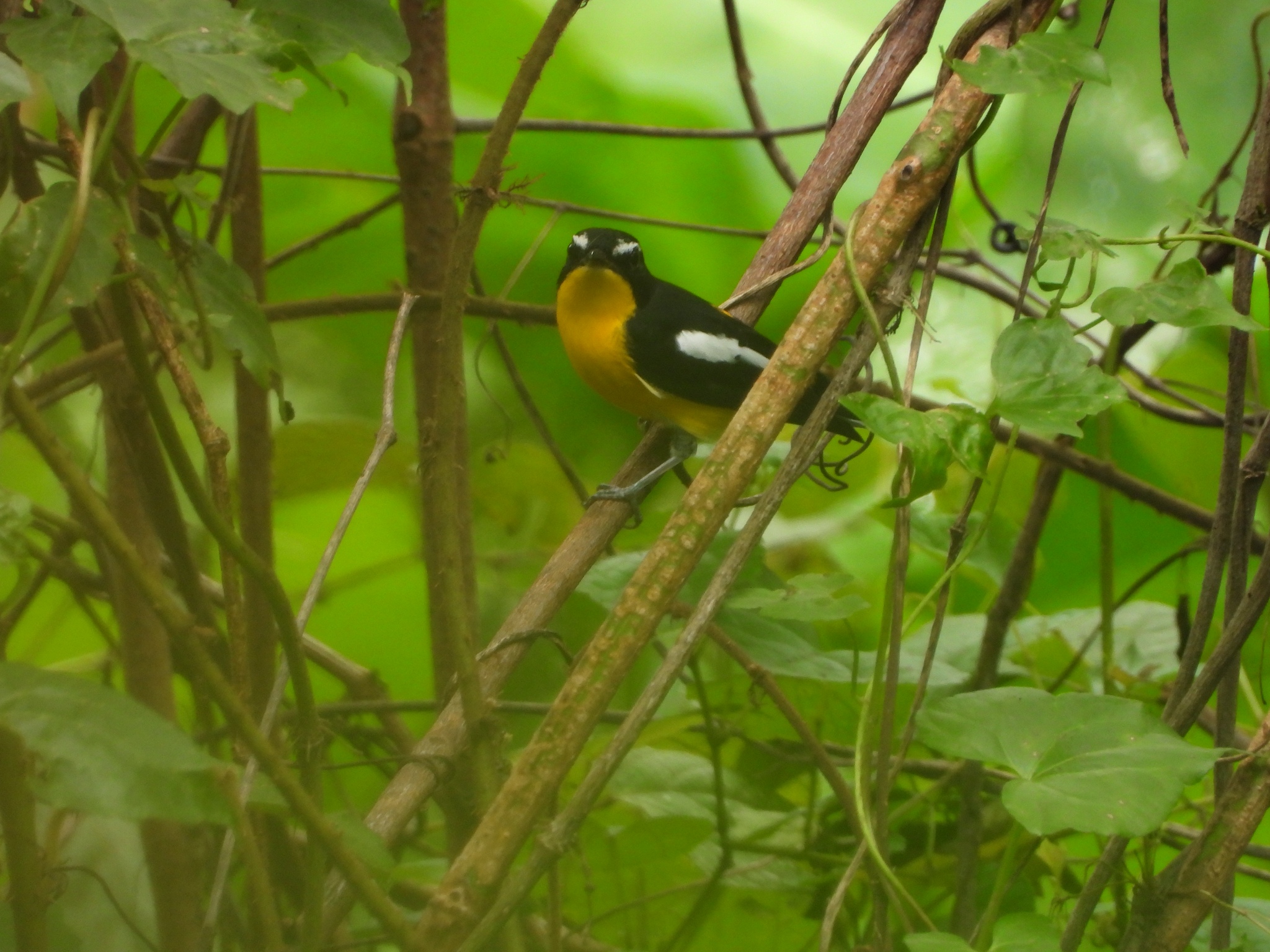 Yellow-rumped Flycatcher