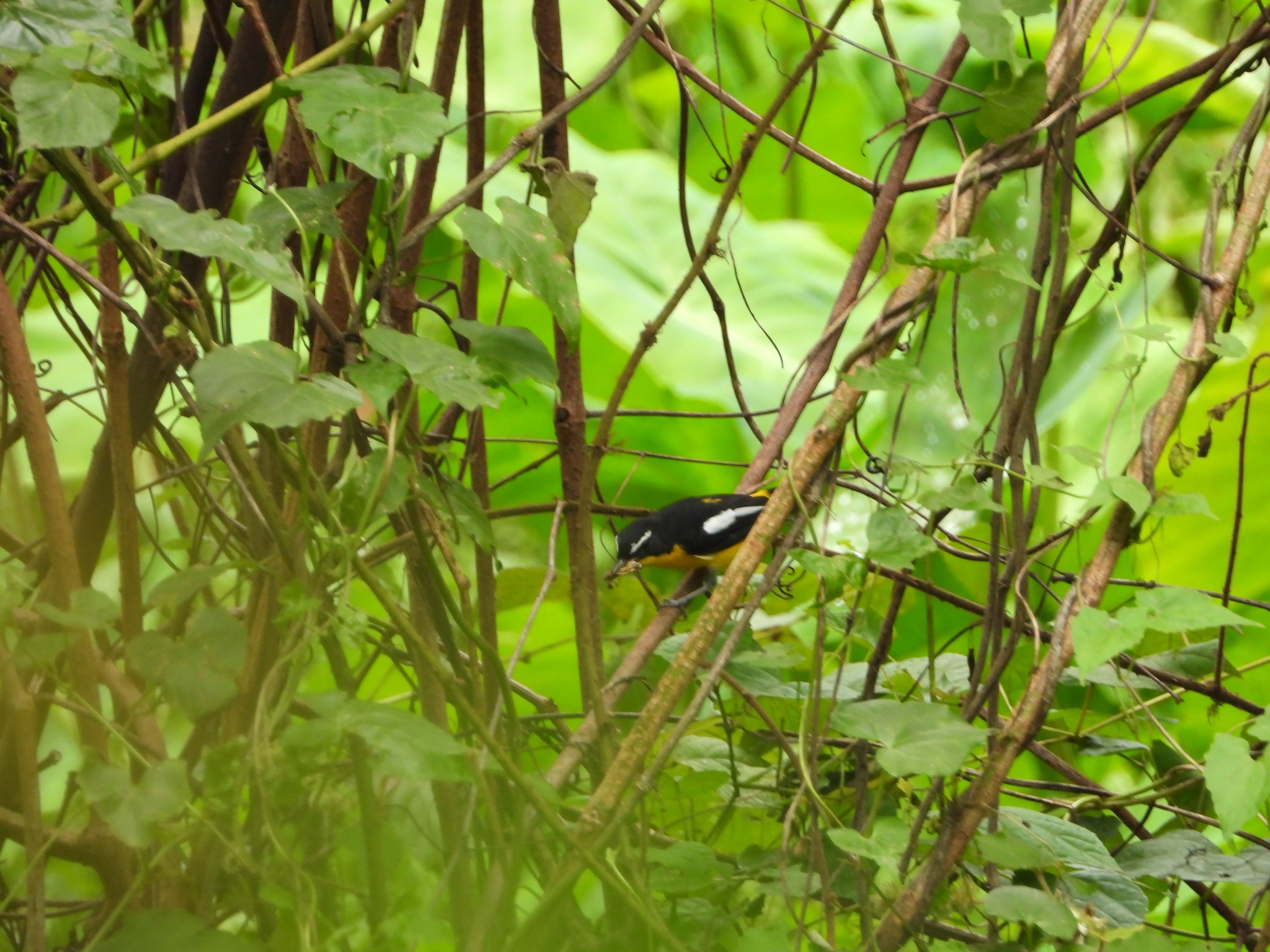 Yellow-rumped Flycatcher