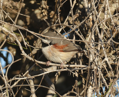 Calicalicus rufocarpalis
