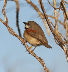 Calicalicus rufocarpalis