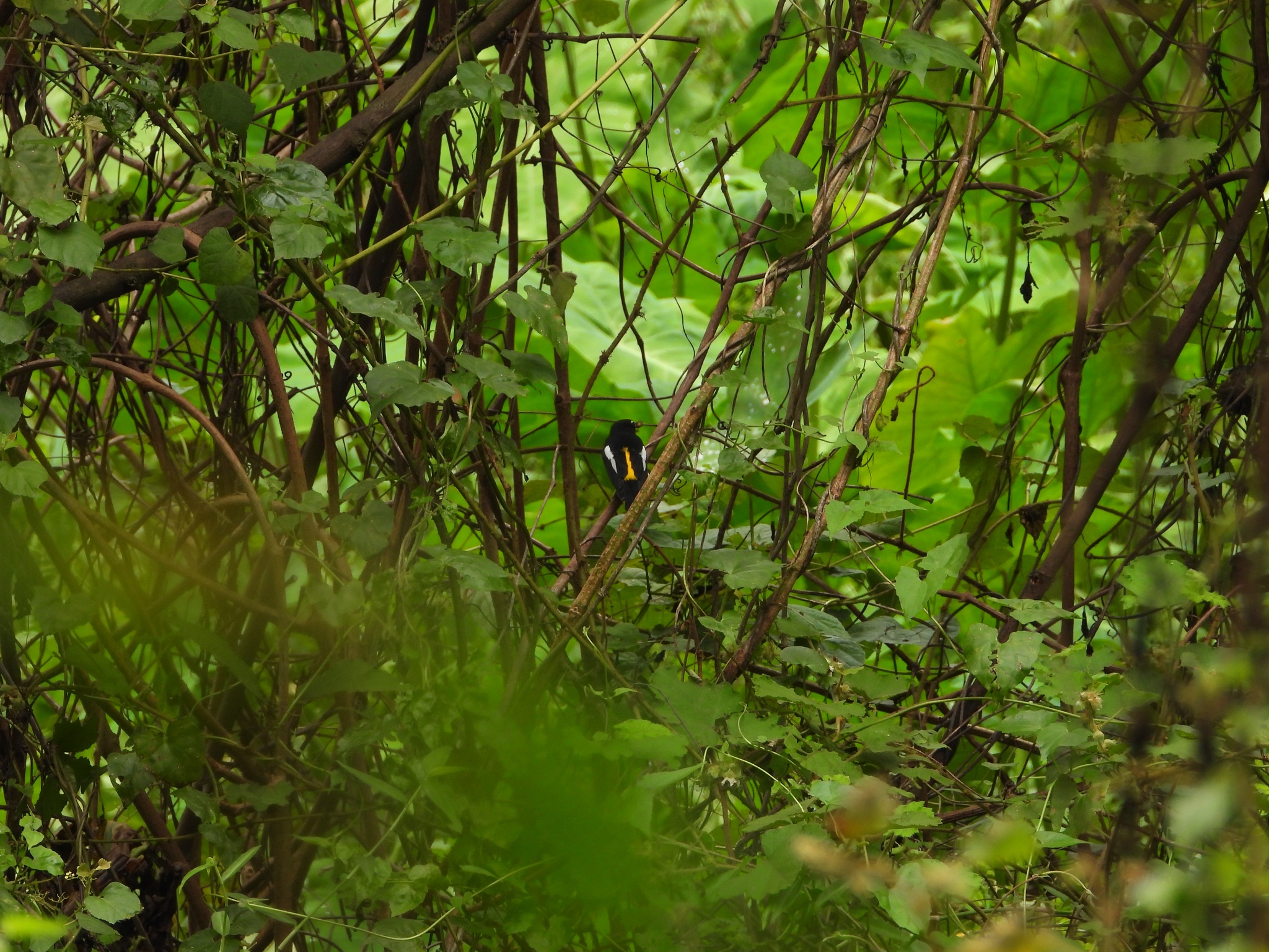 Yellow-rumped Flycatcher