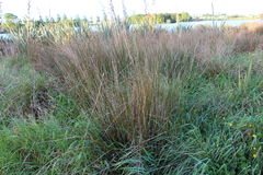 Juncus australis