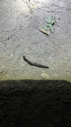 iNaturalist observation photo of Snake Millipedes
