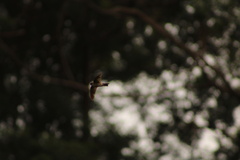 Mariana Swiftlet photo 2