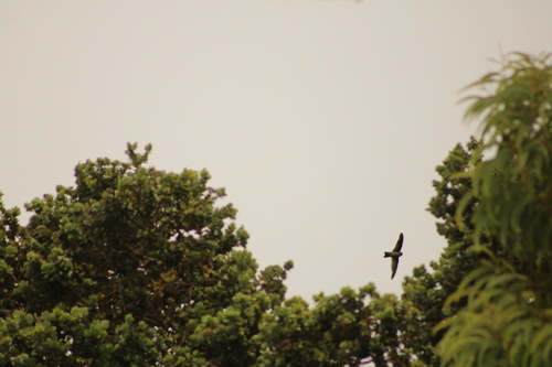 Aerodramus, 2025-08-20